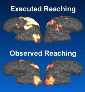 Executed Reaching / Observed Reaching